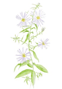 New York Aster 