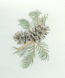 Pine Cone Sprig