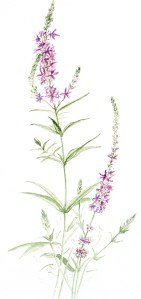 Polygala 