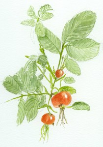 Rose Hips 