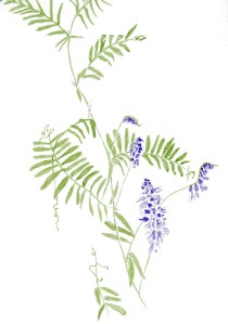 Wild Wysteria 